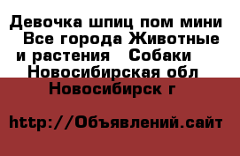 Девочка шпиц пом мини - Все города Животные и растения » Собаки   . Новосибирская обл.,Новосибирск г.